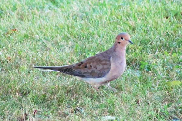 mourning dove #3