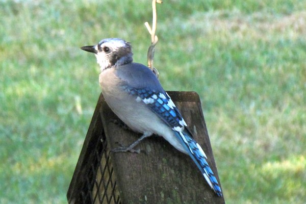 a blue jay on the suet feeder