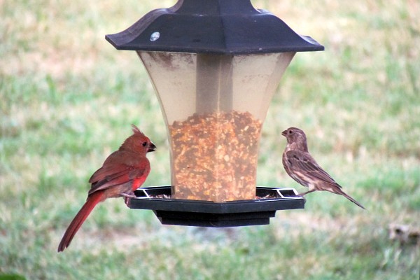 a female cardinal and a female house finch balance the feeder