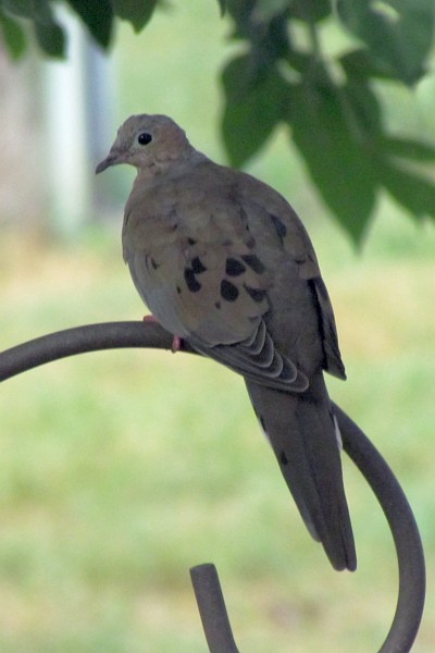 mourning dove on the shepherd's crook