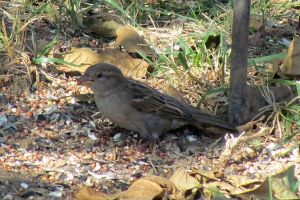 a female hourse sparrow on the ground