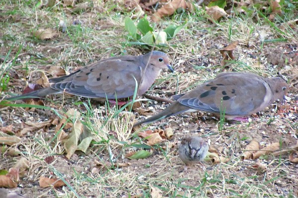 two morunnng doves on the ground