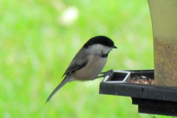 a black-capped chickadee at the feeder