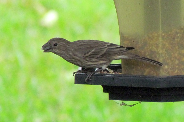 one femal house finch with a seed on the left of the feeder