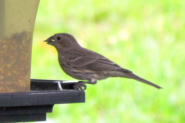 another female house finch with a seed on the other side of the feeder