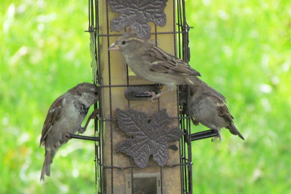 house sparrows onthe other feedeer