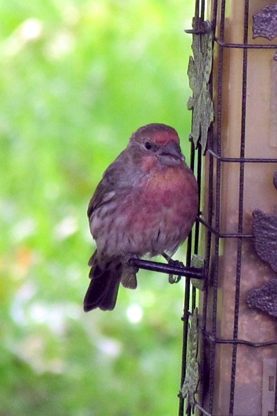 male house finch gets food