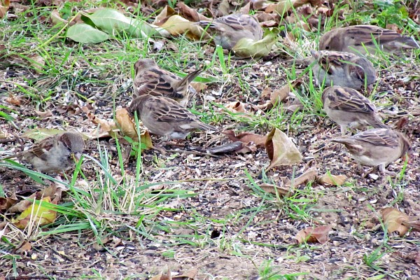 a number of house sparrows work on seeds on the ground