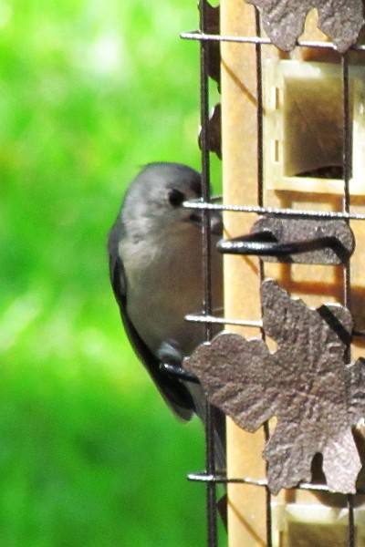 a blue-gray gnatcatcher at a feeder