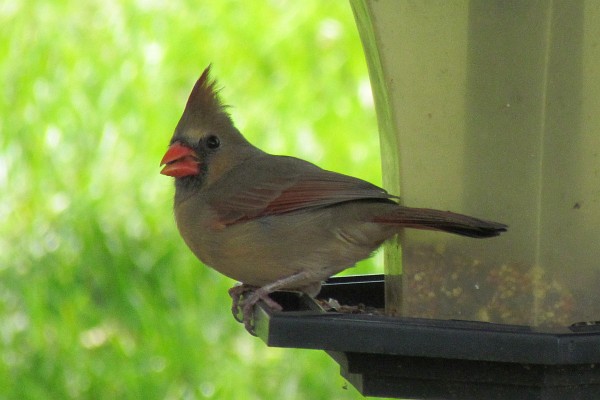 female cardinal on our feeder looking around