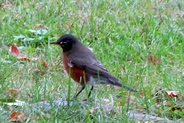 americn robin in our lawn