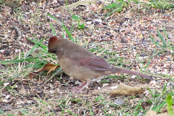 female cardinal on the ground #3