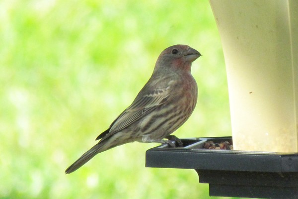 female house finch sits stately on a feeder