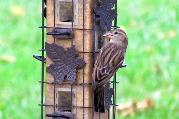 female house sparrow at the tall feeder