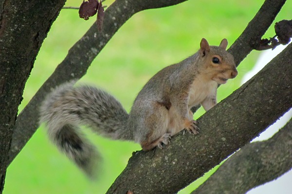 gray squirrel up a tree