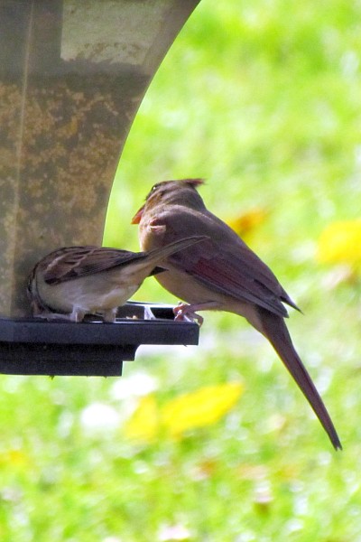 female cardinal looks around as she eats at the feeder