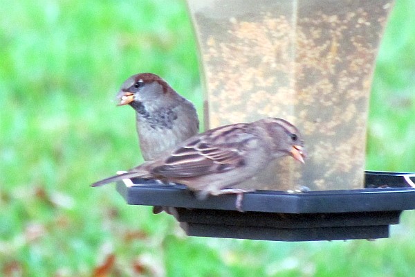 male and female house sparrow