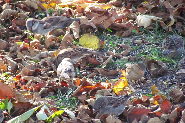 house sparrows in a flock on the ground