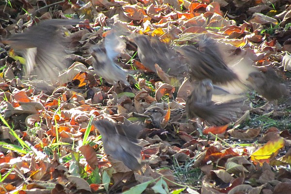 house sparrow flock flies off