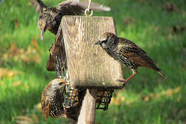 three male starlings tackle the suet block