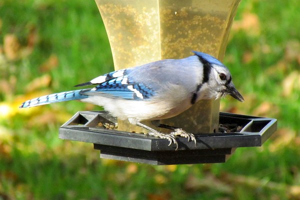 blue jay faces the other way in the feeder