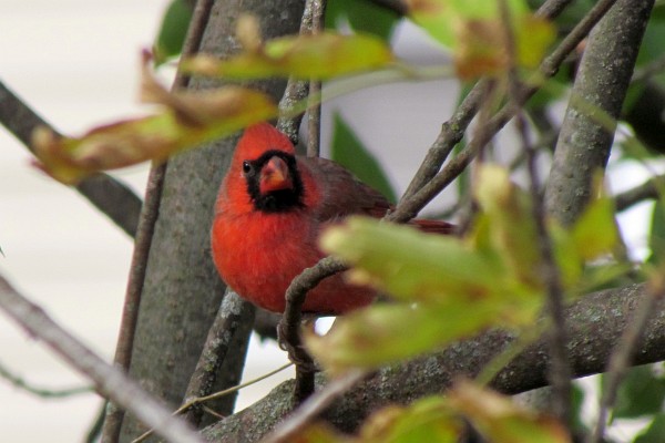 male cardinal in another tree position
