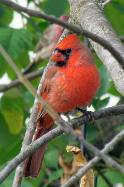 male cardinal in our tree