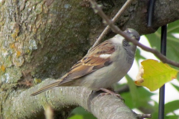 male house sparrow hiding behind a small tree tranch