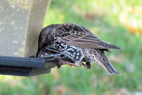 non-breeding male starling