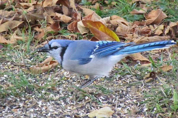 blue jay on the ground