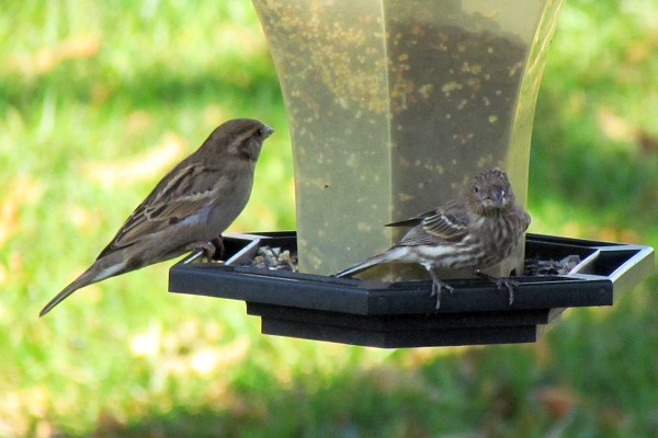 female house sparrow and house finch