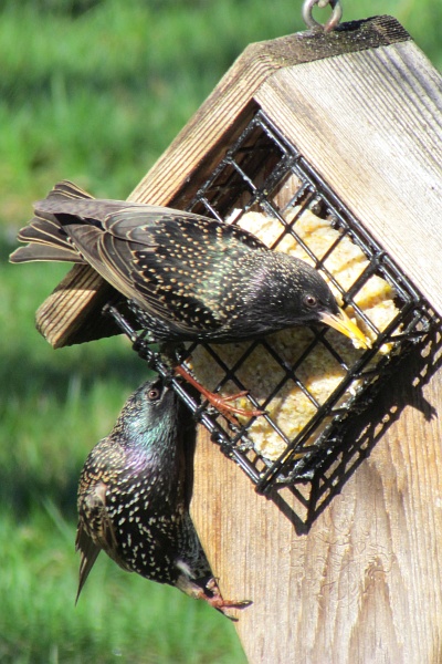 two starlings find the suet
