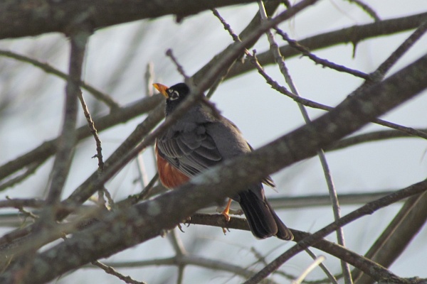 American Robin in a tree