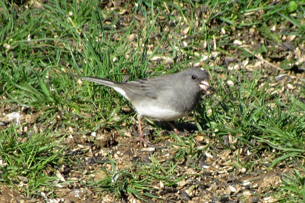 junco looking toward the right