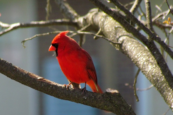 male cardinal glancing sideways