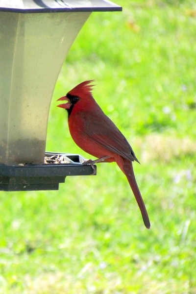 male cardinal at our feeder lookjing straight ahead