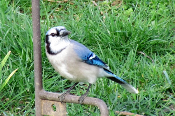 another blue jay under our feeder