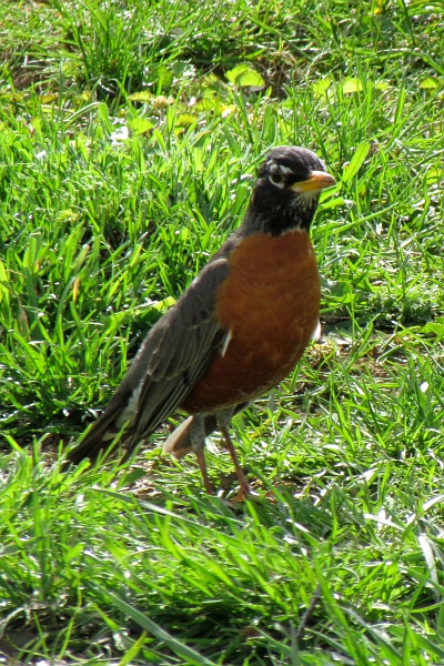 a right-facing American robin