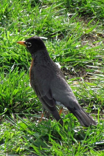 a left-facing American robin