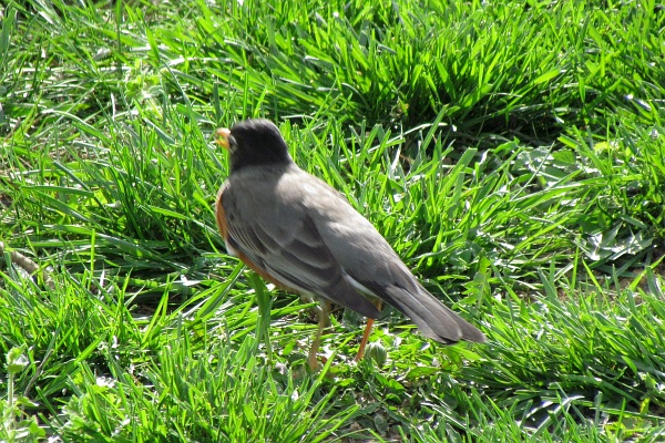 an American robin facing away