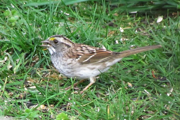 a side-view of a female white-throated sparrow