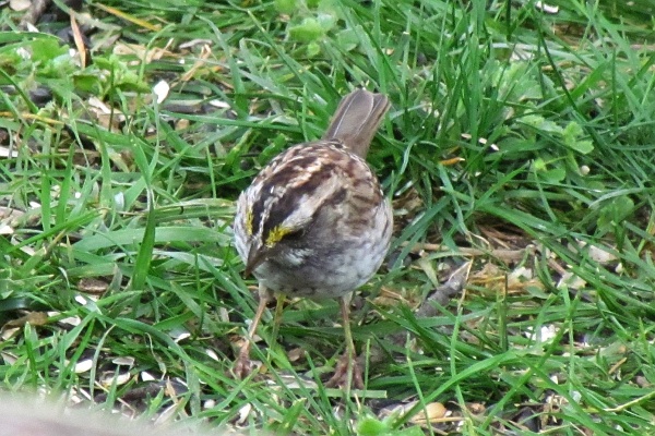 a front-facing female white-throated sparrow