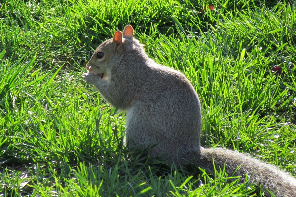 a gray squirrel finds food