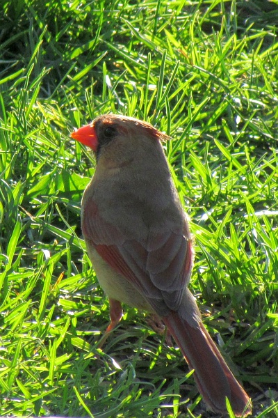 female cardinal pointing away from photographer