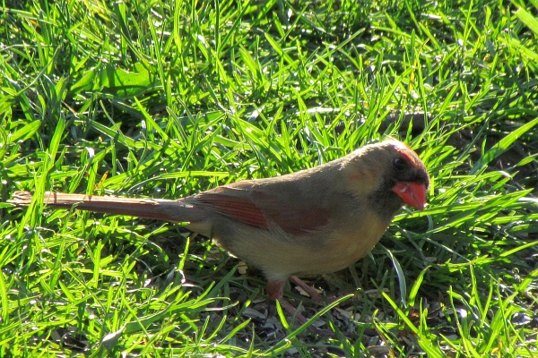 a female cardinal side-view