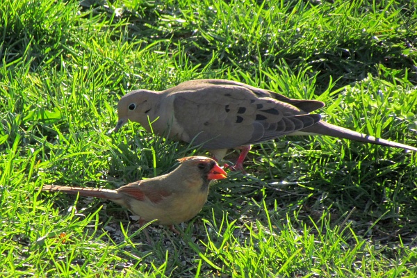a mourning dove and a female cardinal in the grass