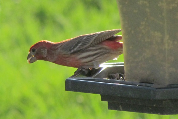 male house finch ready to leave feeder