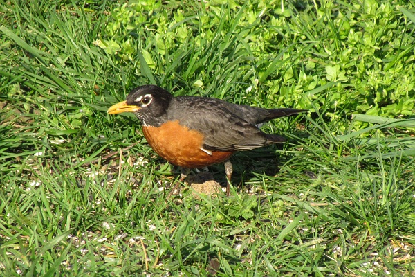 immature robin in the grass