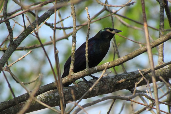 common grackle alert in a tree