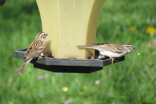 a house sparrow and a chipping(?) sparrow